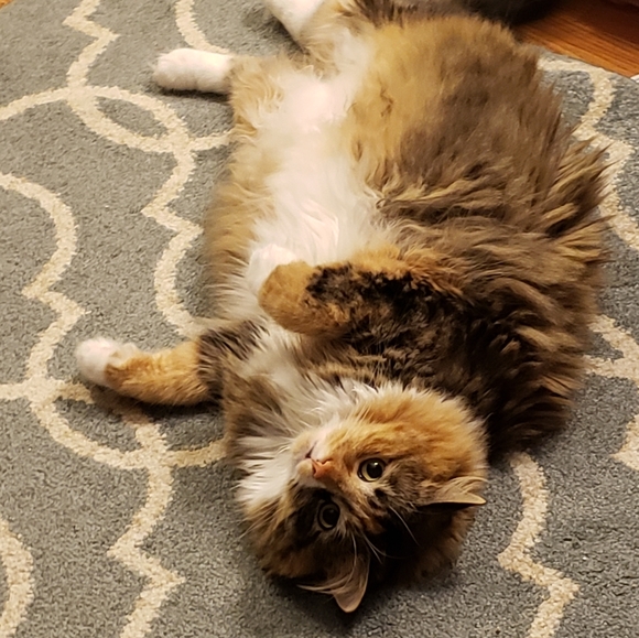 Photo Shoot (for wet-food🥫🍛🦀🦐) - Picture 5 of 9